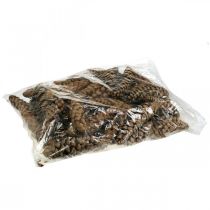 Prodotto Pigne Pino Bianco Strobus Naturali Miste 2,5kg