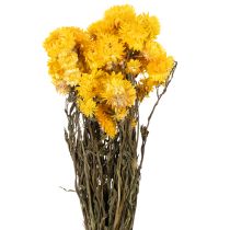 Prodotto Mazzo di fiori secchi di elicriso giallo (Helichrysum), 100 g