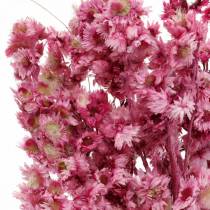 Fiori Secchi Bouquet di Fiori Secchi Rosa Fiori Secchi Rosa H21cm