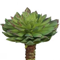 Prodotto Succulente Echeveria Pianta Verde Artificiale Verde Ø6cm 10,5cm