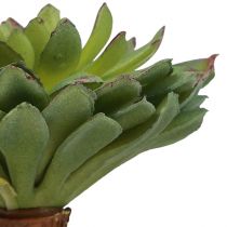 Prodotto Succulente Echeveria Pianta Verde Artificiale Verde Ø6cm 10,5cm