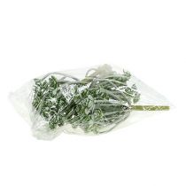 Prodotto Echeveria succulenta 17 cm Grigio 3 pz