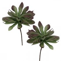 Succulente verde, bordeaux 10cm 12pz