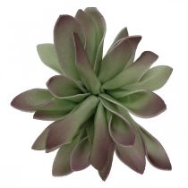Succulente verde, bordeaux 10cm 12pz
