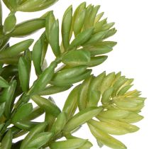 Prodotto Piante grasse artificiali Decorazione verde per spazi abitativi e uffici 15 cm, 6 pezzi