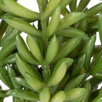 Prodotto Piante grasse artificiali Decorazione verde per spazi abitativi e uffici 15 cm, 6 pezzi