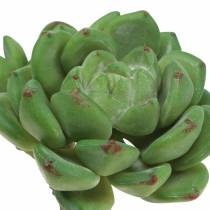Succulente Echeveria verde artificiale H15cm