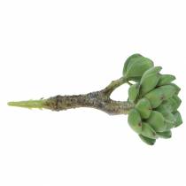 Prodotto Succulente Echeveria artificiale Verde H15cm