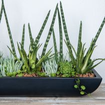 Prodotto Succulente Echeveria artificiale Verde H15cm