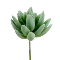 Succulente Echeveria Ø6.5cm L11cm 6pz