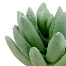 Succulente Echeveria Ø6.5cm L11cm 6pz