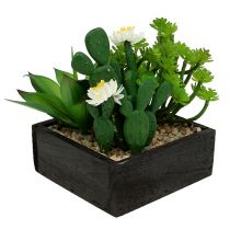 Succulenta in scatola di legno H14cm 1pc