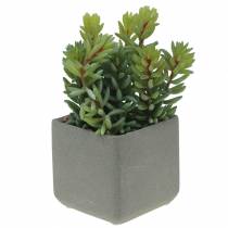 Succulente serpente sedum in vaso H16cm