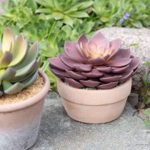 Prodotto Pianta grassa in vaso Echeveria artificiale rossa Ø15cm