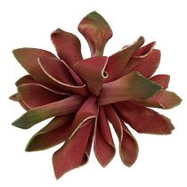 Succulente rosso scuro Ø10cm 12 pezzi