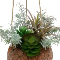 Verde succulento in vaso per appendere 24 cm