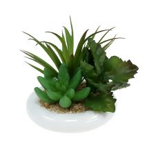 Piante grasse in vaso di ceramica Ø12cm