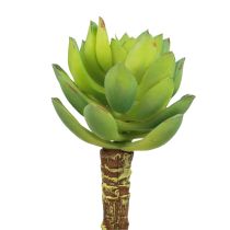 Prodotto Succulente Echeveria Pianta Verde Artificiale Verde Ø5,5 cm 12,5 cm