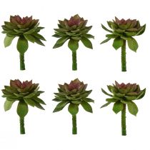 Prodotto Rosa di pietra succulenta 6 cm verde 6 pezzi