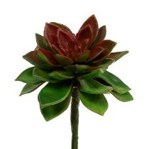 Prodotto Pietra succulenta rosa 6 cm verde 6 pezzi