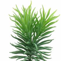 Succulente Senecio ragwort verde 20cm