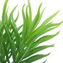 Succulente Senecio ragwort verde 20cm
