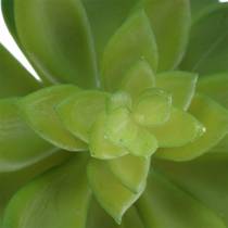 Semprevivo succulento verde 14cm