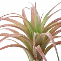Tillandsia floccata verde-rossa 15cm 4pz