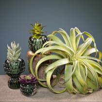 Tillandsia artificiale da attaccare pianta artificiale verde chiaro 30cm