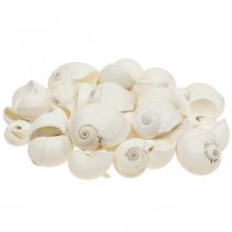 Decorazione da tavola marittima, gusci di lumaca vuoti bianchi 3-4,5 cm 500 g