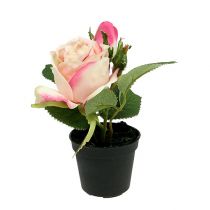 Decorazione da tavola Rose in the pot 14cm