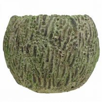 Prodotto Fioriera in cemento aspetto antico verde, fioriera marrone Ø13cm