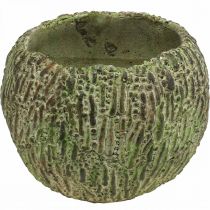 Prodotto Fioriera in cemento aspetto antico verde, vaso per piante marrone rotondo Ø15,5 cm