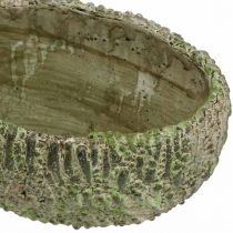 Prodotto Fioriera in cemento ovale aspetto antico verde, marrone 24×14×13 cm
