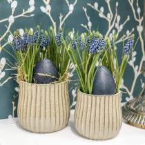 Prodotto Giacinti d&#39;uva 28cm - 30cm Blu 15 pz