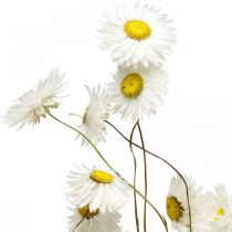 Prodotto Fiori secchi Acroclinium Fiori bianchi floristica secca 60g