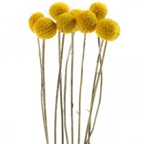 Prodotto Craspedia Bacchette per Fiori Secchi Gialle 70 cm 10 pz