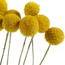 Prodotto Fiori secchi di Craspedia, gialli, 70 cm, decorativi, 10 pezzi
