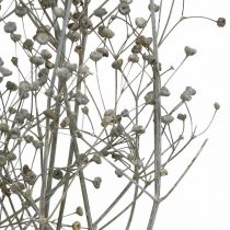 Fiori secchi Massasa bianco rami decorativi 50-55 cm mazzo di 6 pezzi