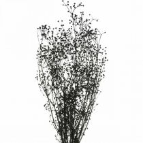 Fiori secchi Massasa decoro naturale nero 50-55cm mazzetto da 10pz
