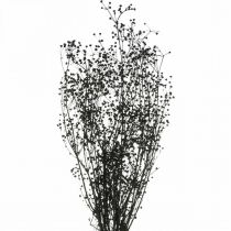 Prodotto Fiori Secchi Massasa Nero Decorazione Naturale 50-55cm Mazzo da 10 pz