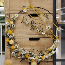 Prodotto Fiori Secchi Massasa Nero Decorazione Naturale 50-55cm Mazzo da 10 pz