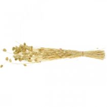 Prodotto Fiore essiccato Phalaris, mazzo di erba decorativa, floristica secca, boho nature, sbiancato L55cm 100g