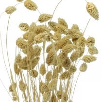 Fiore secco Phalaris, fascio di erba decorativa, fiori secchi, natura Boho, sbiancato L55cm 100g
