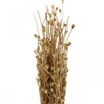 Prodotto Fiori secchi capsule di semi di papavero natura essiccati selvatici secchi decorazione mazzo 100g