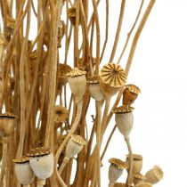 Prodotto Fiori secchi capsule di semi di papavero natura essiccati selvatici secchi decorazione mazzo 100g
