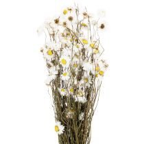 Prodotto Fiori di Acroclinium essiccati, fiori bianchi, composizione floreale secca, 60 cm, 80 g