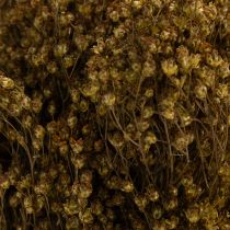 Prodotto Fiori secchi di ginestra, verde oliva, 160 g, 48 cm