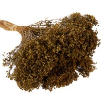 Prodotto Fiori secchi di ginestra, verde oliva, 160 g, 48 cm