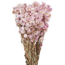 Prodotto Mazzo di fiori secchi Decorazione secca Camomilla Rosa 65cm 50g